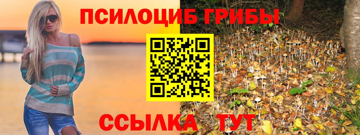 Псилоцибиновые грибы Cubensis Вязьма